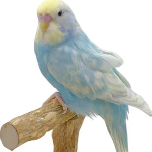 国血大头虎皮鹦鹉精品纯血统混血活鸟幼雏鸟半毛手养成年种鸟金彩