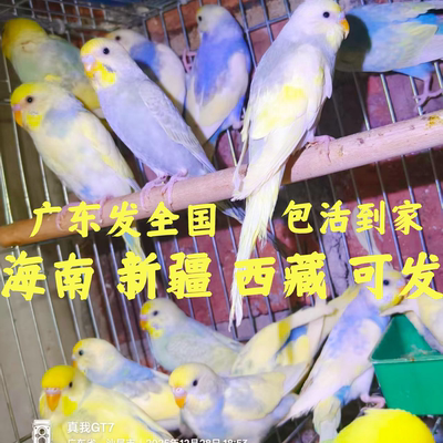 金彩大头虎皮鹦鹉活鸟活体鹦鹉会说话纯血大头鹦鹉成年种鸟可繁殖