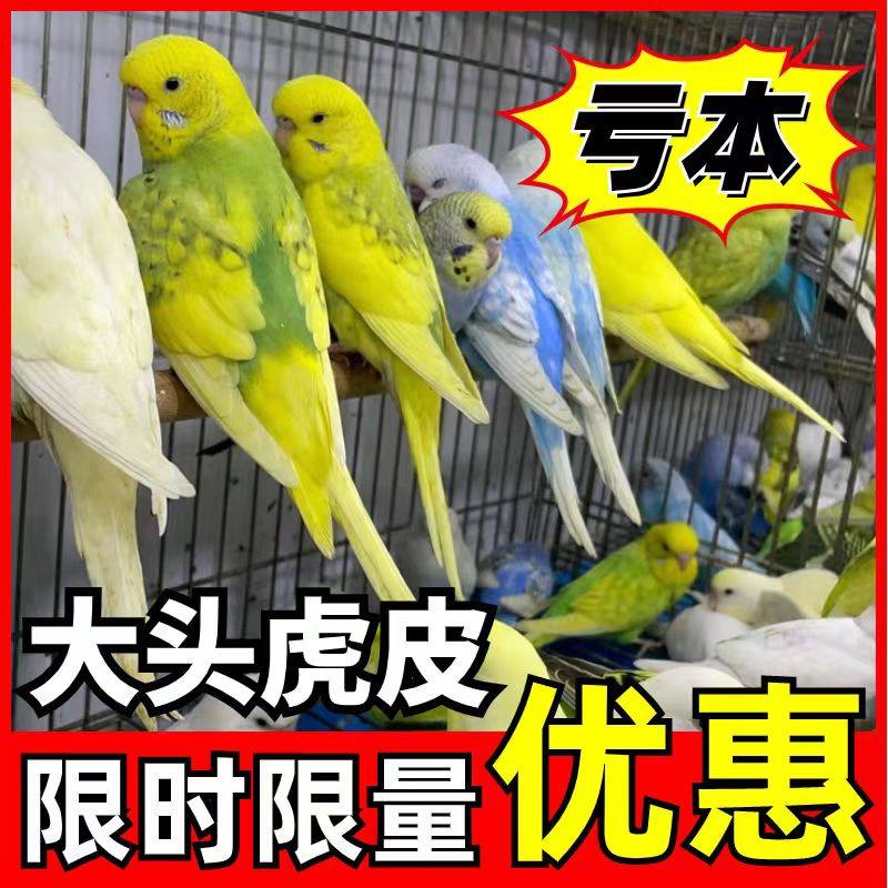 纯血大头虎皮鹦鹉特色金彩活体鸟图片