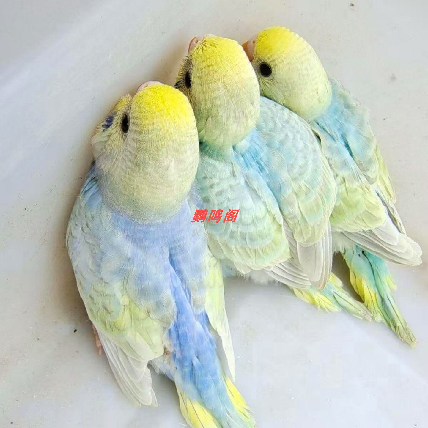 鹦鹉半毛雏鸟幼鸟活体纯手养鸟亲人双金彩双金双显会说话大头虎皮