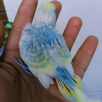 金彩大头虎皮鹦鹉半毛雏鸟包上手