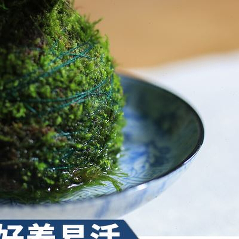 新吉姆蕨苔玉球水培蕨类植物净化空气...