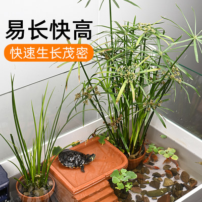 乌龟缸水生植物石菖蒲水竹水草