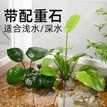 乌龟缸造景水草水培植物养龟专用水榕草鱼缸沉水植物装饰懒人活体