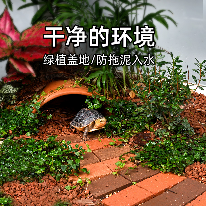 黄缘龟箱专用爬藤植物攀爬绿植