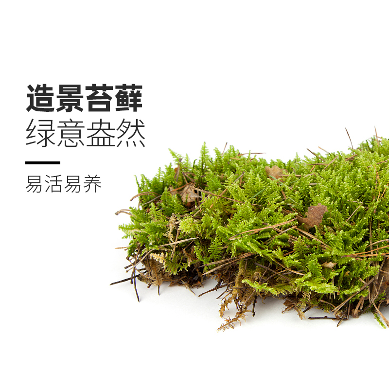 鲜活苔藓生态造景植物乌龟用品