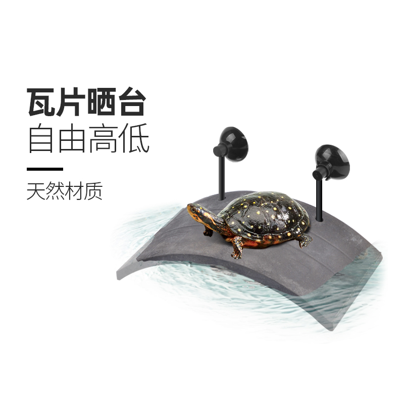 乌龟晒背台深水龟剃刀休息高水位