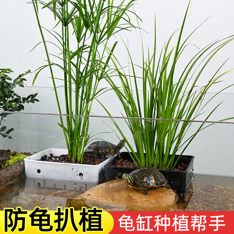 乌龟缸水培植物定种篮固定盒