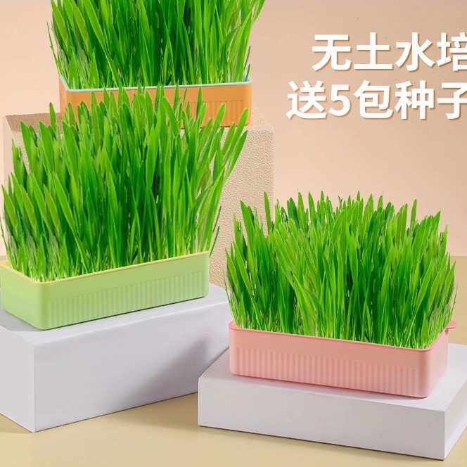 水培猫草无土盆栽化毛草