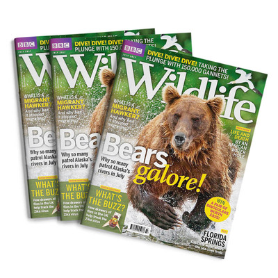 订阅 BBC Wildlife 野生动物科普杂志 英国英文原版 年订13期 F071 年订13期