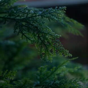 仿真水杉大型树人造杉树松树商场装饰室内外绿植园林景观源头工厂