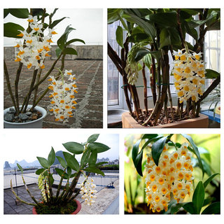 超香 球花石斛 室内盆栽花卉 净化空气 吸甲醛 花期长3个月
