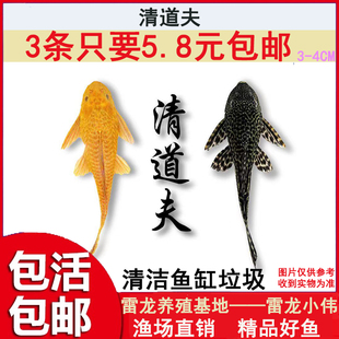 清道夫鱼金苔鼠鱼缸清洁工除藻工具鱼小型热带观赏鱼吃垃圾鱼鱼苗
