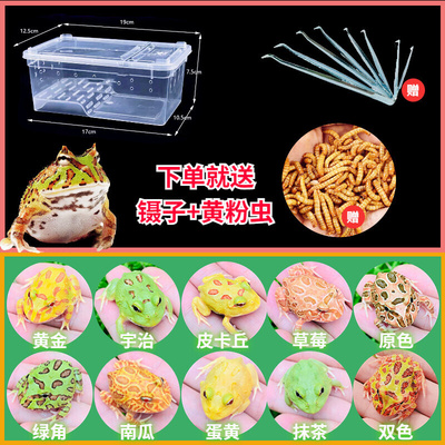 角蛙活体宠物爬宠黄金草莓南瓜宇治霸王角蛙两栖宠物青蛙蝌蚪活物