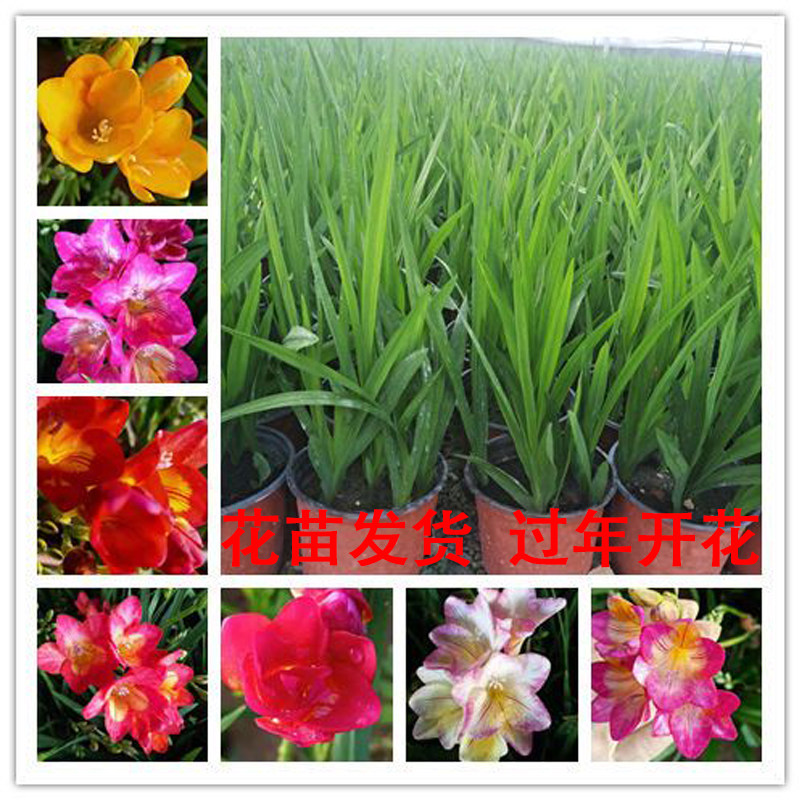 重瓣香雪兰盆栽带花苞小苍兰多年生开花带香味冬季开花植物年宵花