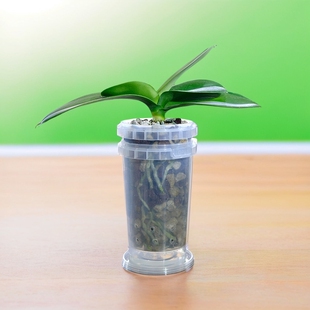 蝴蝶兰专用套盆杯装 带植料简单养护解决方案适合新手透气沥水养根