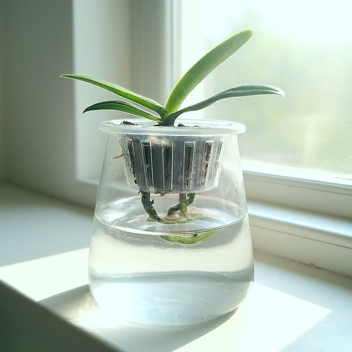 蝴蝶兰水培套装桌面小绿植清新淡雅玻璃瓶加植料,鲜花速递/花卉仿真/绿植园艺,花瓶,淘宝优惠券,粉丝福利购,淘宝优惠卷