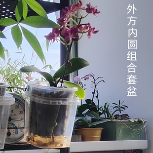 蝴蝶兰套盆养护内圆外方组合12号青山盆带挂钩可挂墙