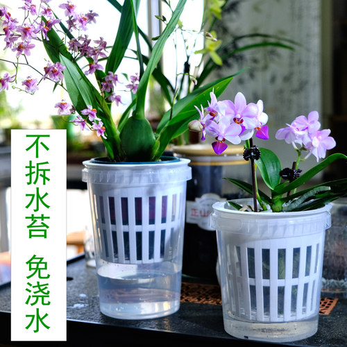 蝴蝶兰水培诱根宝宝瓶苗养护套装