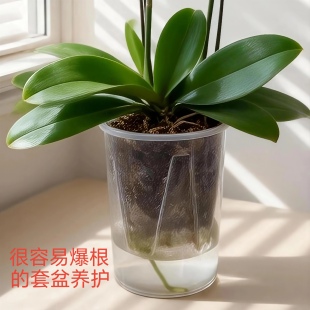 蝴蝶兰专用养龙兰大号青山盆内外套盆透明免浇水半水培控根盆花盆