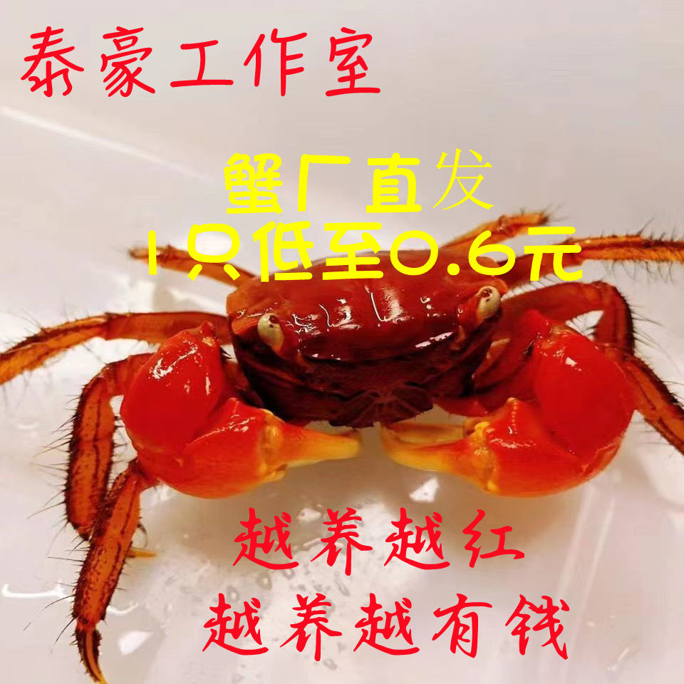 红鳌相手蟹淡水蟹观赏蟹发财蟹活蟹