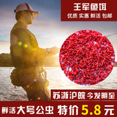 红虫公虫鲜活红虫活饵黑头公虫钓鱼特大号拉饵血虫王军鱼饵