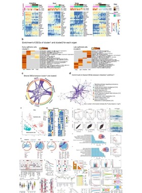 基因表达谱数据去卷积bulk数据推断细胞比例生信分析