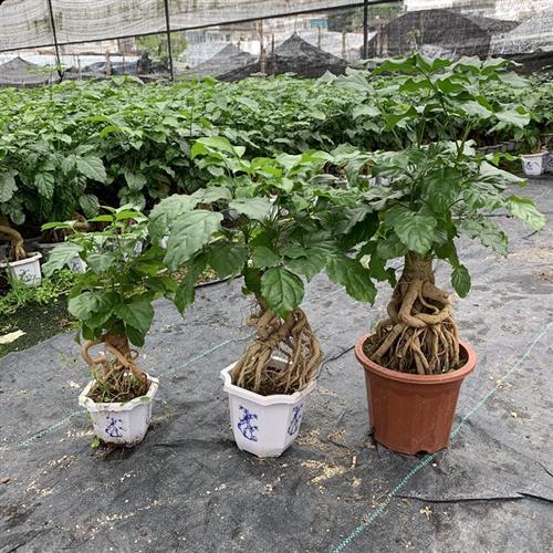 幸福树盆栽 室内植物花卉 根绿宝树四季常青提老桩盆景客厅发财树