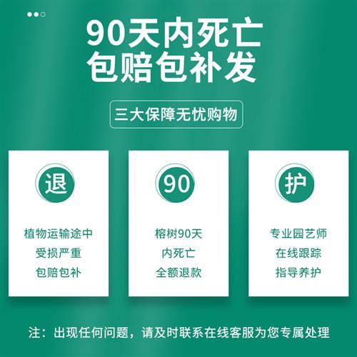 榕树盆景人参榕金钱榕小叶老桩大中小型趣味绿植室内庭院造型盆栽