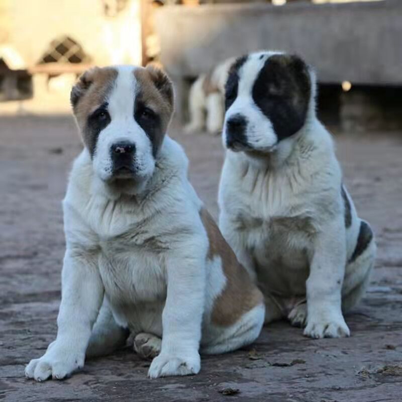 猛犬巨型活体幼犬中亚牧羊犬