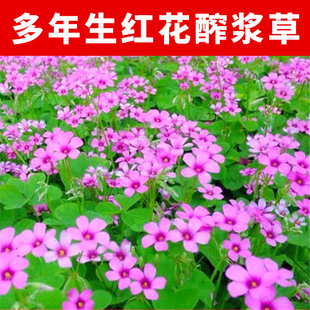 红花酢浆草种球炸酱草种子紫叶醋炸浆草盆栽矮生四季花卉三叶草籽