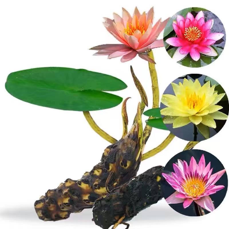 水池塘睡莲花根块四季水生植物花卉种子水培水养庭院盆栽睡莲花苗