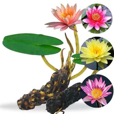 水池塘睡莲水培植物种子花卉鱼池水生四季水养根块带芽荷花水莲花