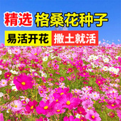 格桑花种子四季 播种开花室外易活波斯菊花籽花卉庭院花草野花种子