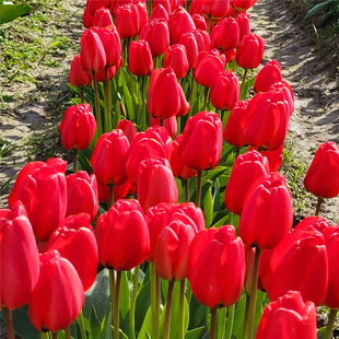 郁金香种球土培耐寒花卉阳台盆栽地栽种子花种四季种易活开花室外