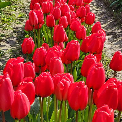 郁金香种球土培耐寒花卉阳台盆栽地栽种子花种四季种易活开花室外