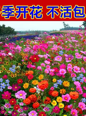 野花组合花种子四季播种易活开花