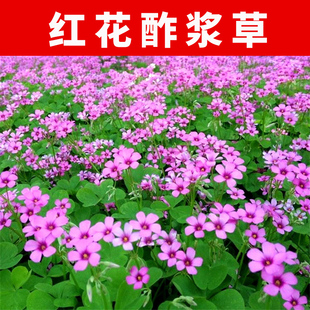 红花酢浆草种球炸酱草酢浆草种子紫叶盆栽矮生四季花卉三叶草籽