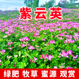 紫云英草籽种子绿肥红花草籽种果园土壤改良牧草养蜂蜜源植物绿化