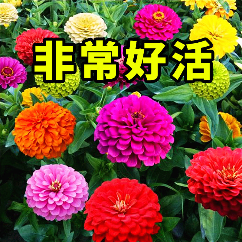波斯菊野花组合阳台百日草花种子