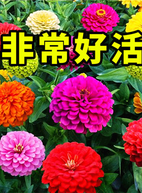 波斯菊野花组合阳台百日草花种子