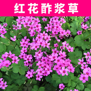 红花酢浆草籽紫叶醋酢浆草种球室外矮生四季花卉三叶草炸酱草种子