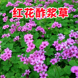红花酢浆草种球紫叶炸酱草籽酢浆草种子根三叶草矮生四季耐寒花卉