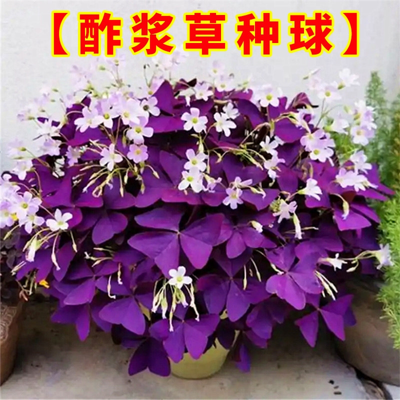 紫叶酢浆草种球红花紫色炸酱草种子幸运草三叶草籽矮生四季种花卉