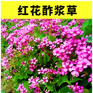 酢浆草种球红花炸浆草种子炸酱草三叶草醋浆草紫叶草四季花卉庭院
