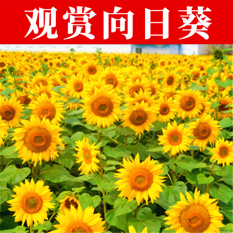 向日葵种子花种籽子四季播种开花室外玩具熊矮杆观赏庭院花卉花籽