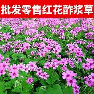酢浆草种球红花炸浆草种子炸酱草种子三叶草紫叶矮生四季花卉庭院
