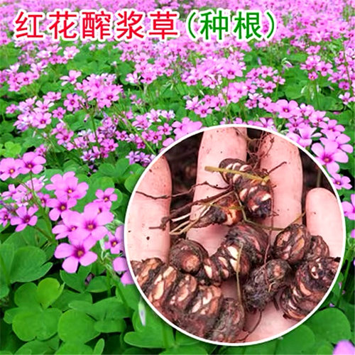 酢浆草种球红花炸浆草种子炸酱草三叶草矮生紫叶四季花卉庭院绿化