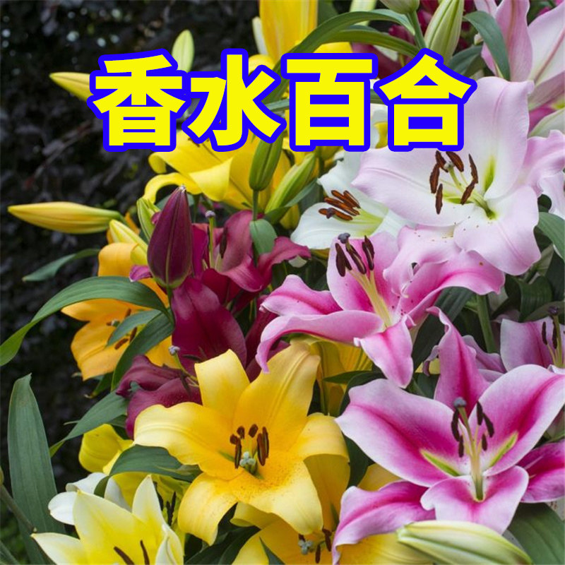 花卉香水百合花四季郁金香盆栽图片