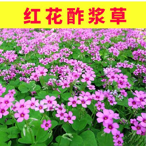 酢浆草种球红花炸酱草紫叶四季酢浆草种子矮生花卉庭院三叶草籽